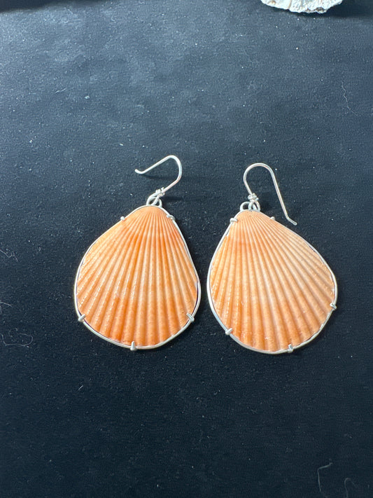 Orange scallop shell