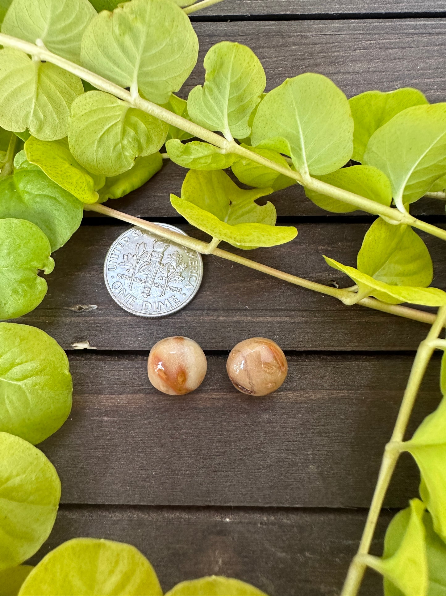 Petrified palm wood - Round studs