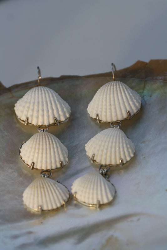 Cockle Shells