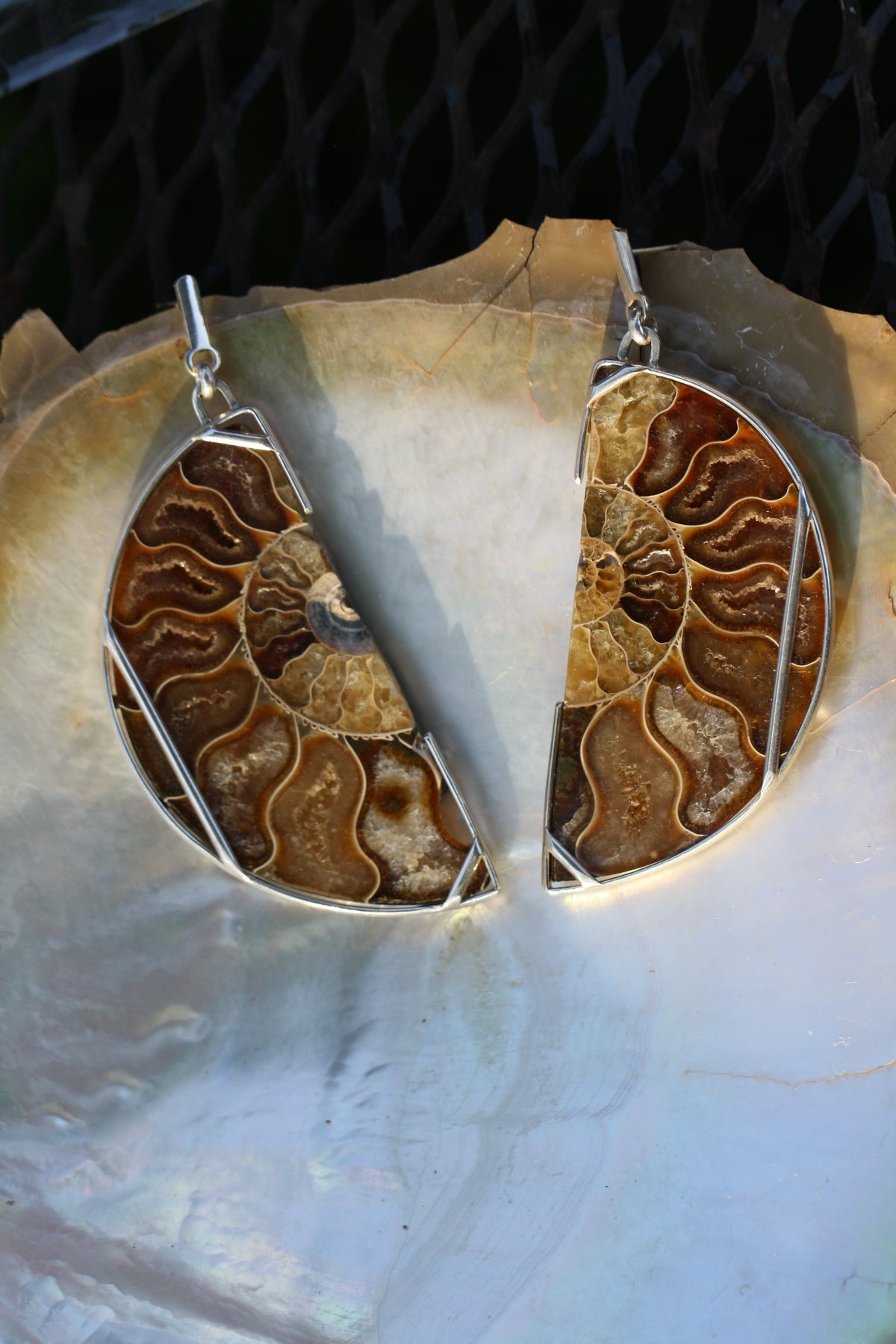 Ammonite