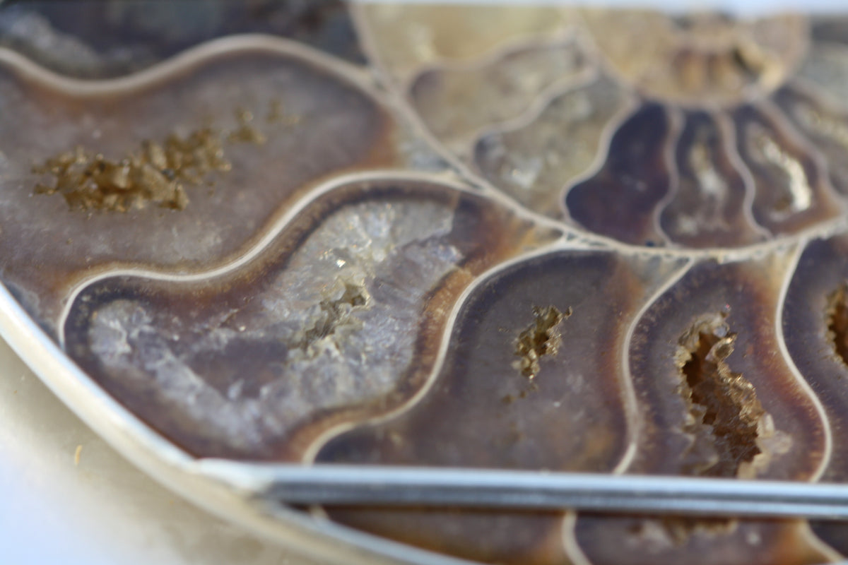 Ammonite