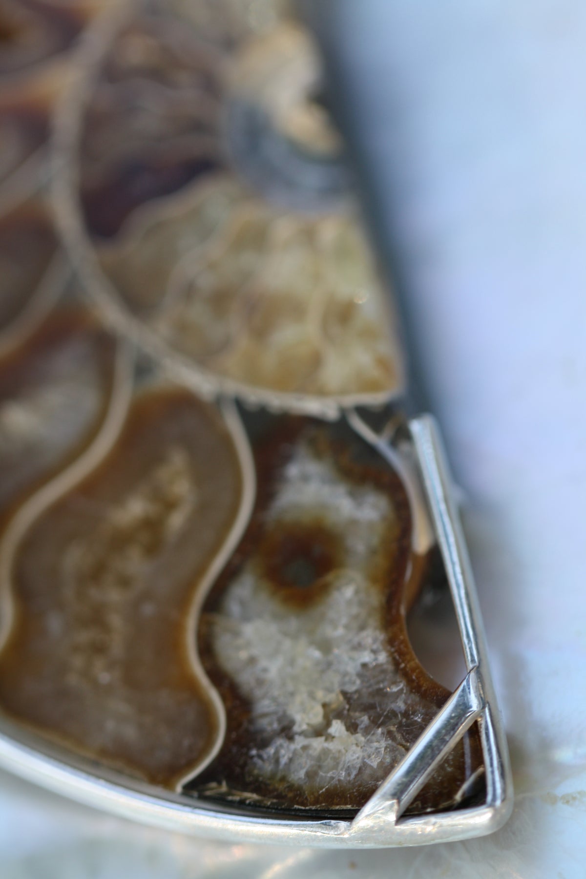 Ammonite