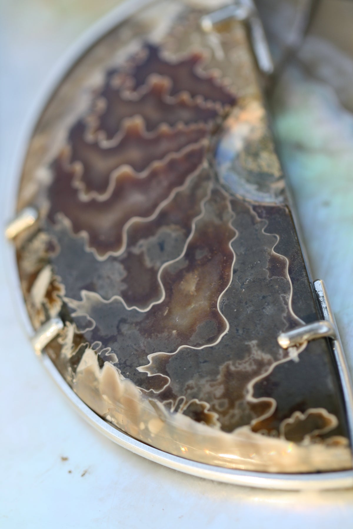 Ammonite