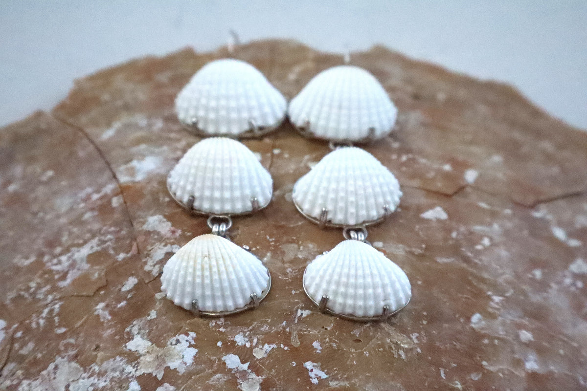 Cockle Shells