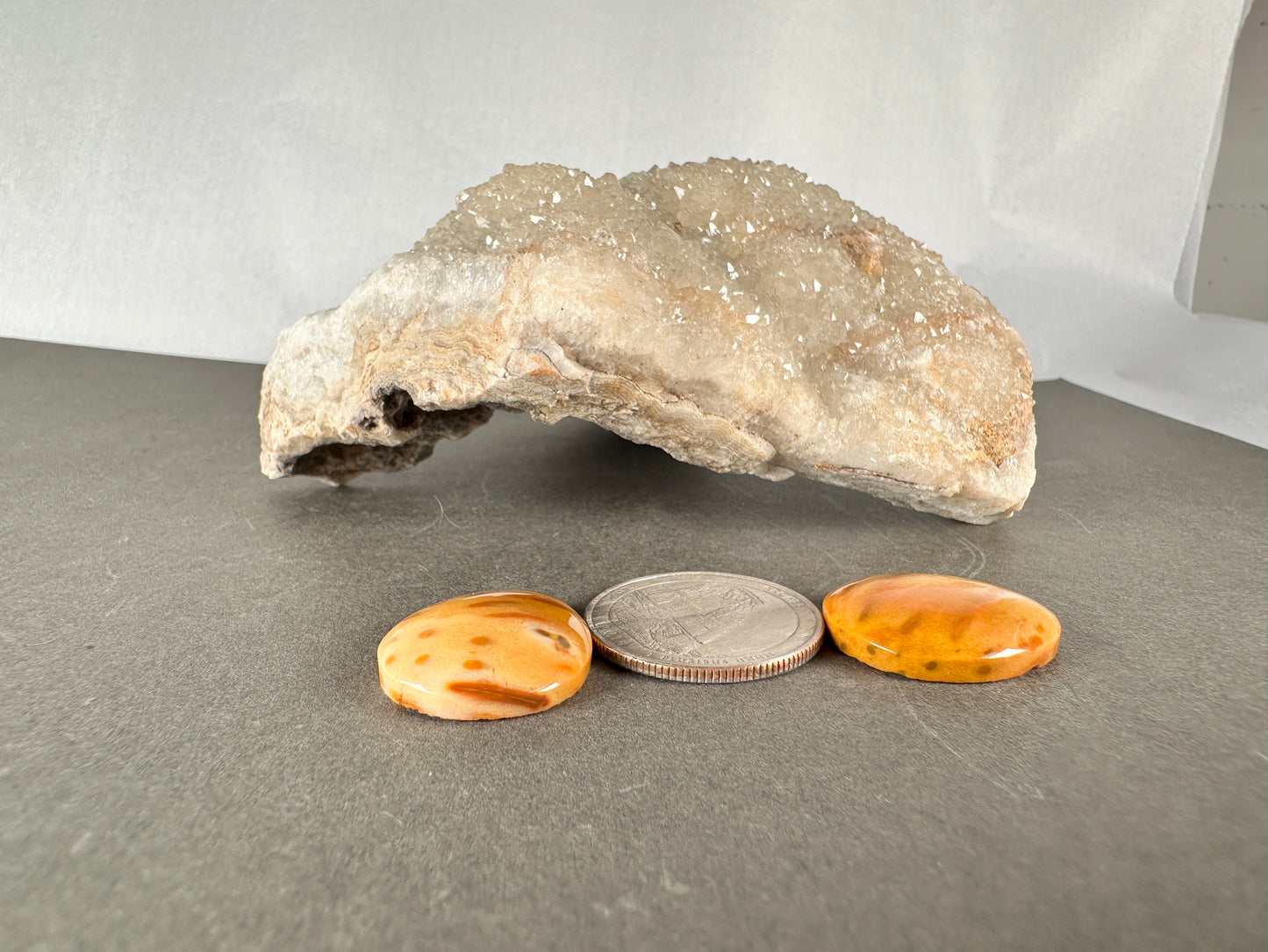 Petrified Palmwood  pair- Texas
